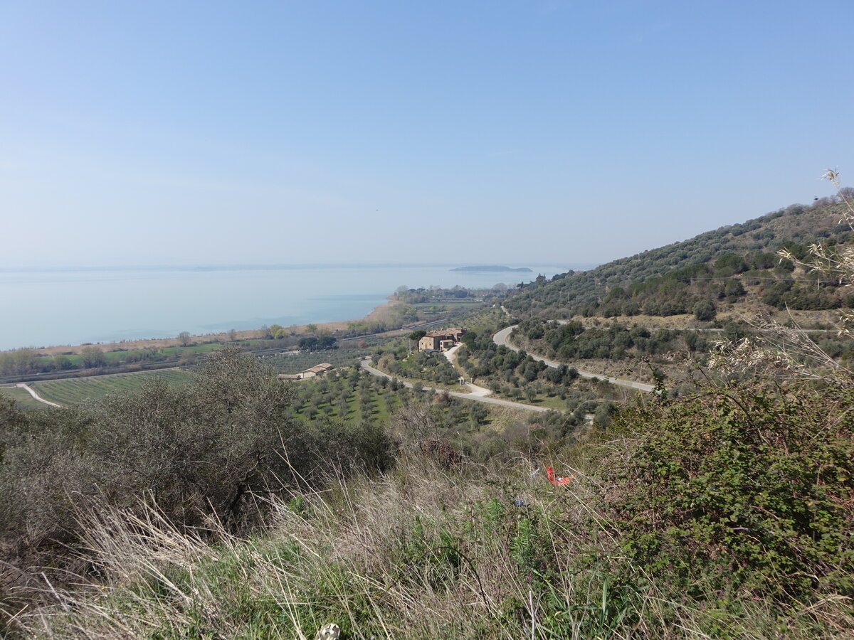 Olivenhaine am Lago Trasimeno bei Passignano (26.03.2022)