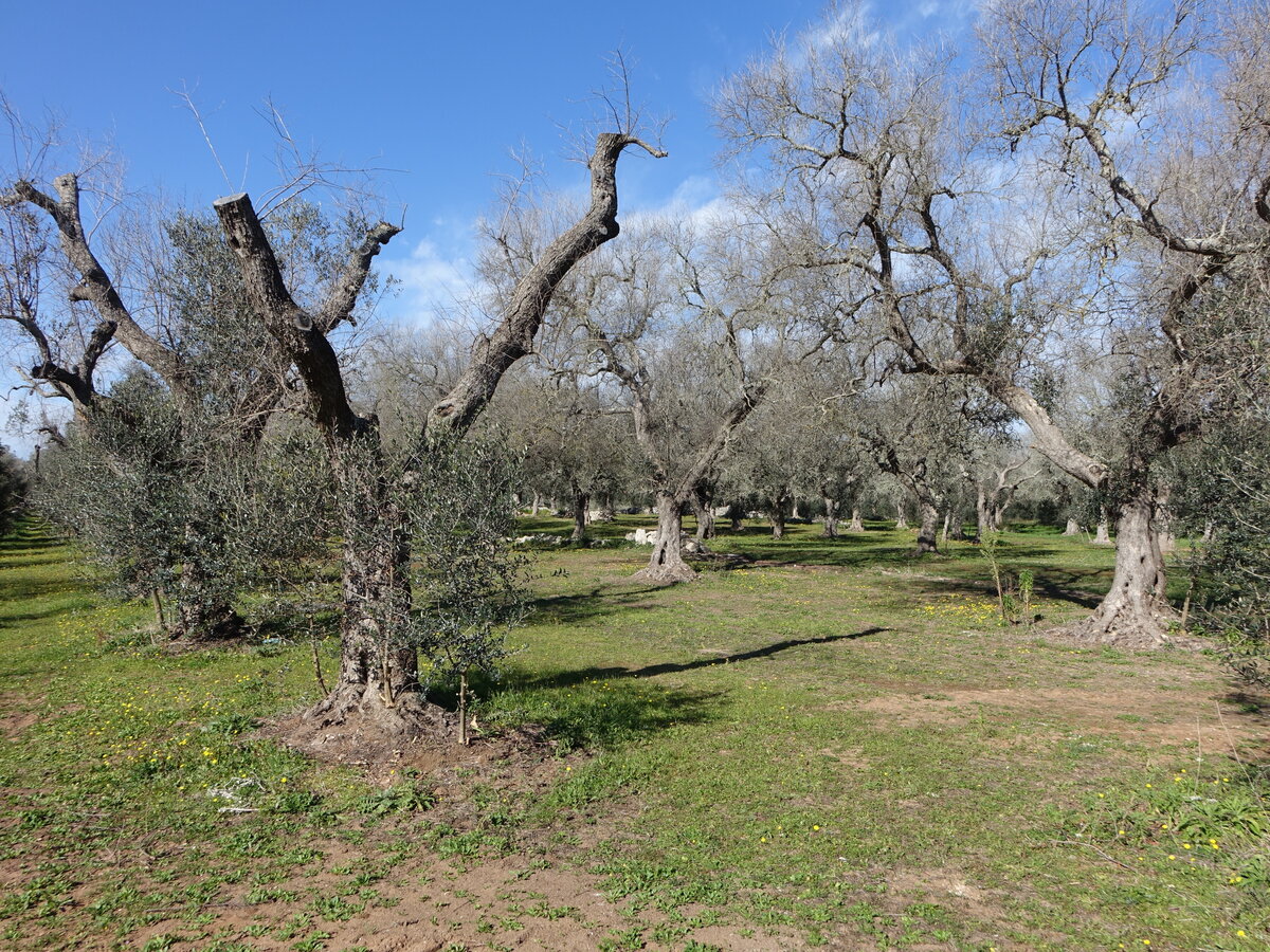Olivenhaine bei Giurdignano, Provinz Lecce (02.03.2023)