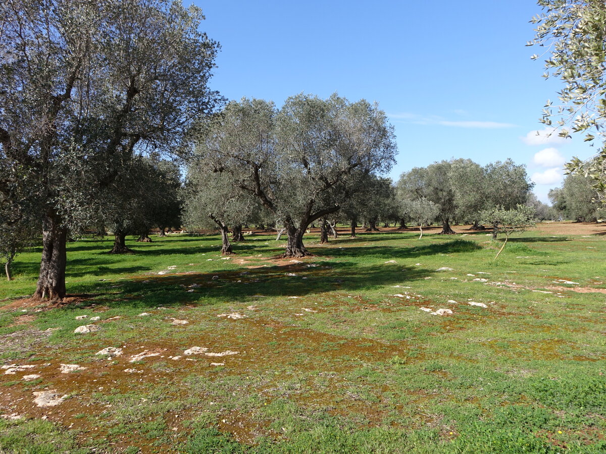 Olivenhaine bei Leverano, Provinz Lecce (02.03.2023)