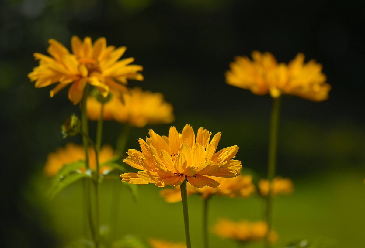 Orangefarbene Gerbera-Hybriden am Kindheitshaus von der schwedischen Autorin Astrid Lindgren in Vimmerby. Aufnahme: 21. Juli 2017.