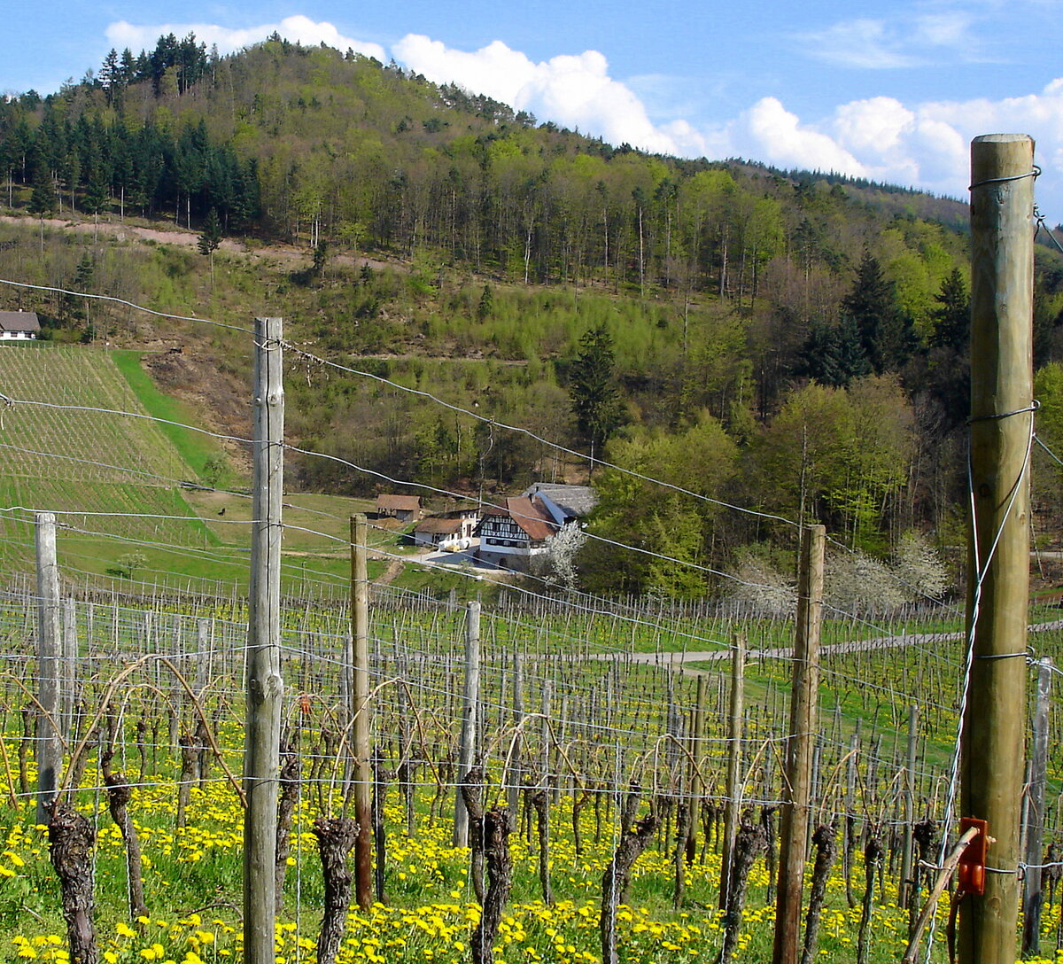 Ortenau, in den Weinbergen oberhalb von Durbach, mit Blick auf das Gasthaus  Hummelswälder Hof , April 2006 