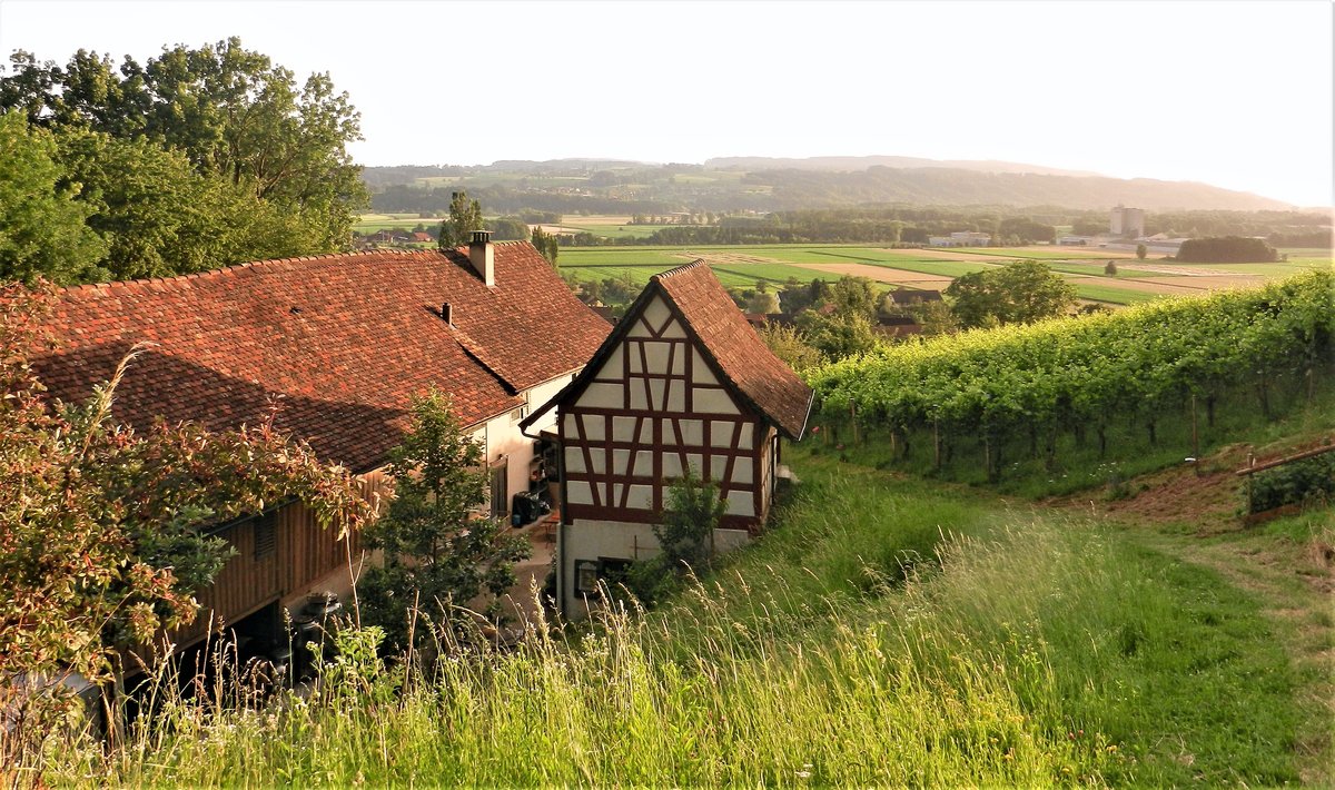 Ottoberg bei Weinfelden, inmitten von Rebbergen, Sicht in Richtung Thurebene - 30.06.2012