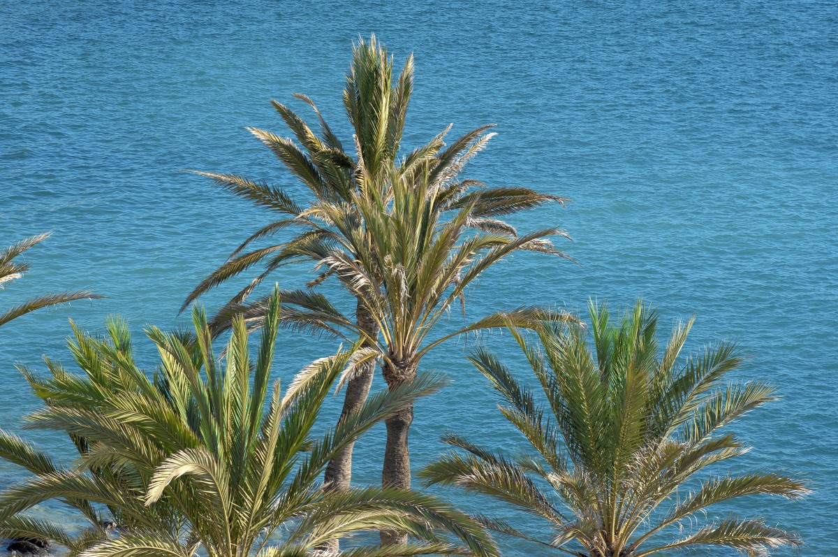 Palmen und Meer an der Südküste von Gran Canaria. Aufnahme: Oktober 2009.