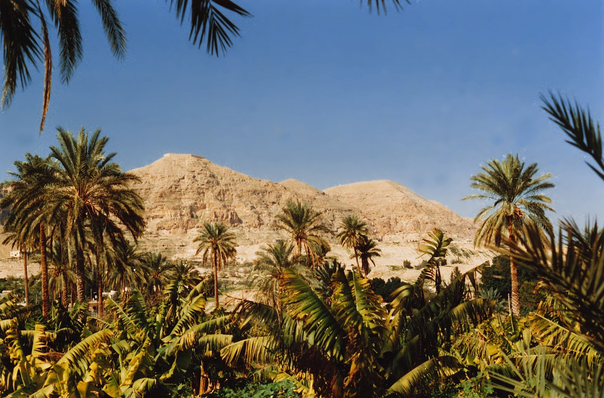 Palmen in einer Oase nördlich von Jericho in den Palästinensischen Autonomiegebieten am Westufer des Jordan. Im Hintergrund der Berg der Versuchung, Schauplatz vieler Erzählungen aus der Bibel. Aufnahme: Januar 1987 (digitalisiertes Negativfoto).