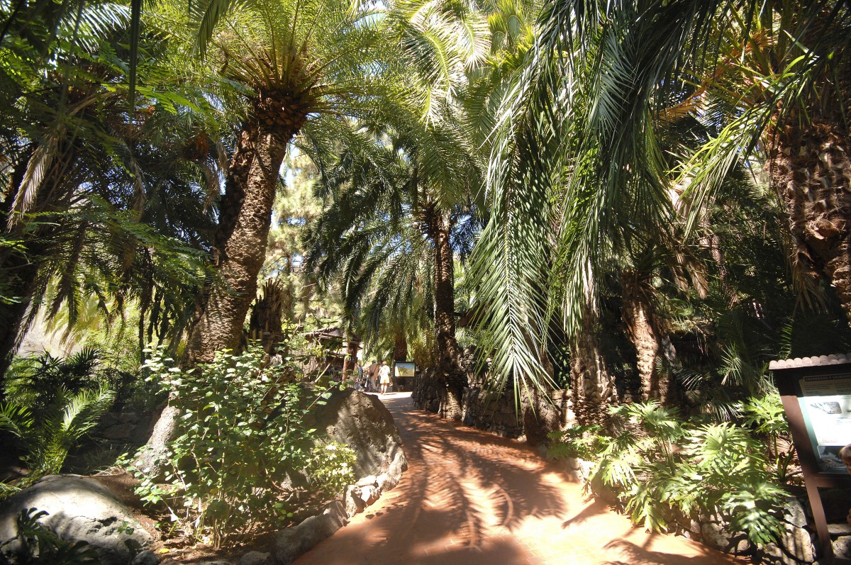 Palmen im Palmitos Park auf Gran Canaria. Aufnahme: Oktober 2009.