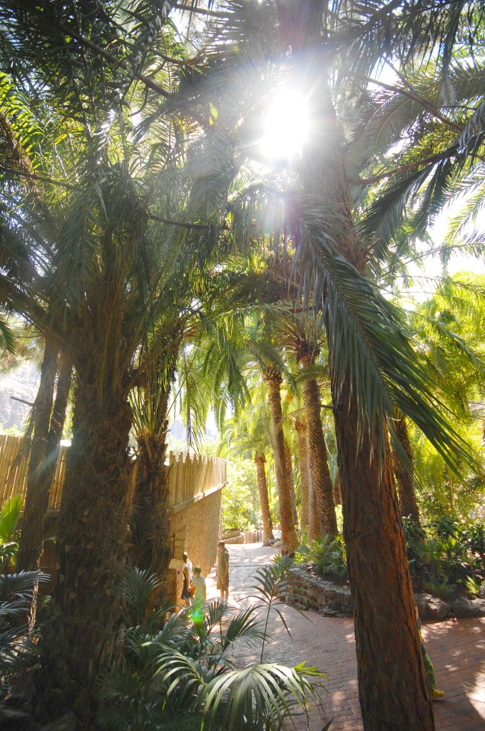 Palmen im Palmitos Park auf Gran Canaria. Aufnahme: Oktober 2009.