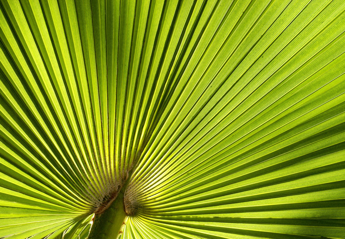 Palmenblätter (Trachycarpus fortunei) - in Los Cristianos - Teneriffa. Aufnahme: OKtober 2008.