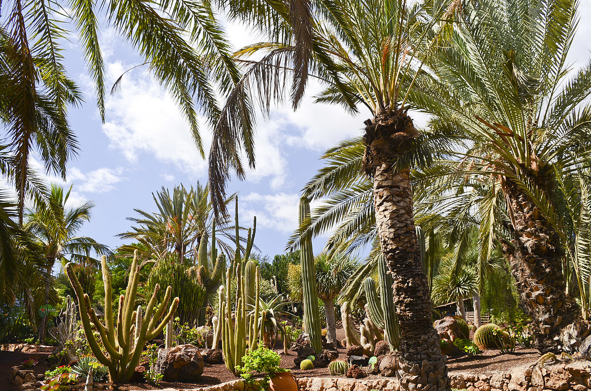 Palmenhain am Eingang zum Oasis Park auf der Insel Fuerteventura in Spanien. Aufnahme: 19. Oktober 2017.