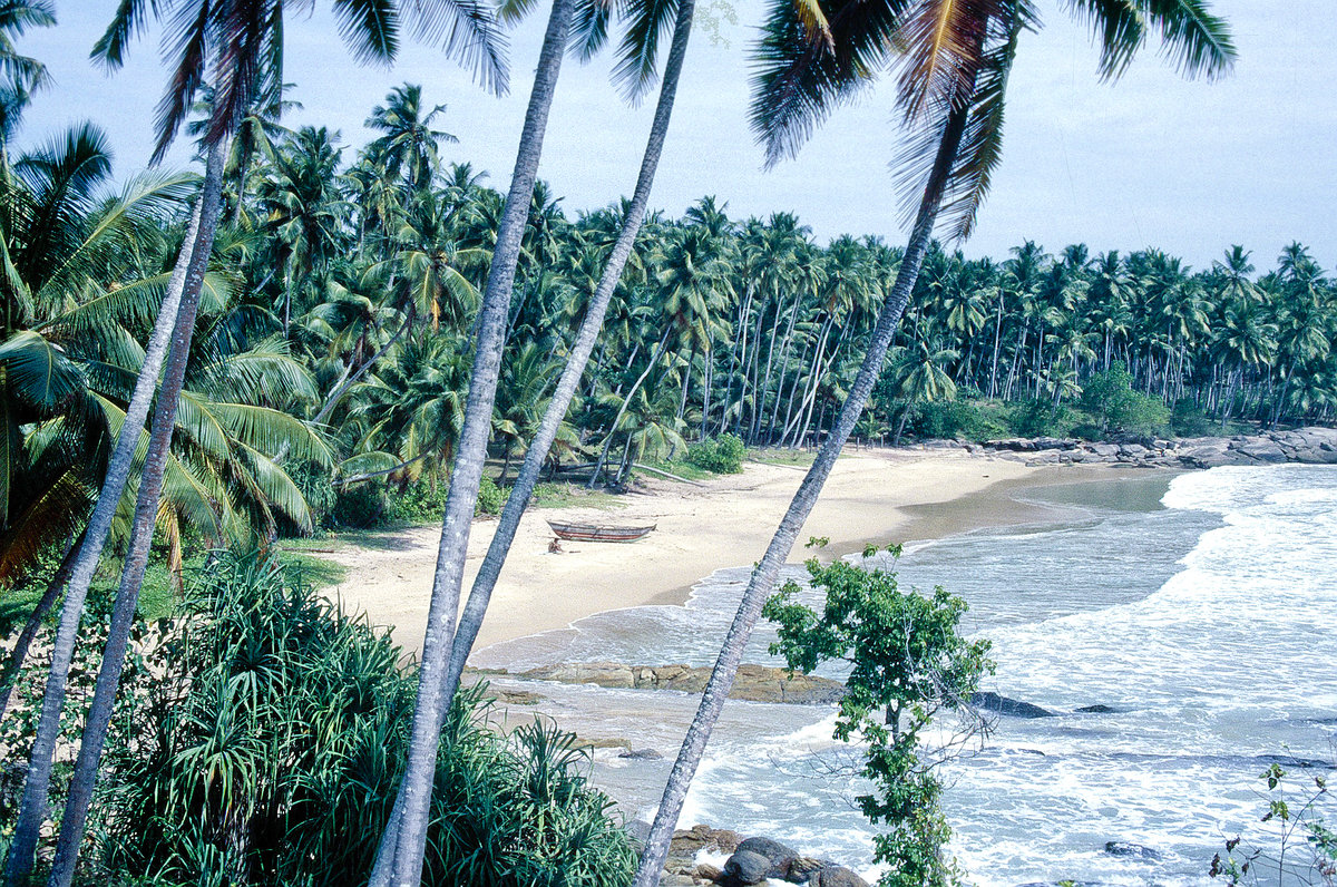 Palmenstrand vor Unawatuna südlich von Galle. Bild vom Dia. Aufnahme: Januar 1989.