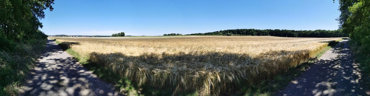 Panoramafoto der Getreidefelder am Ortsrand von Fernwald Annerod. Aufgenommen bei bestem Wetter am 24.06.2020.