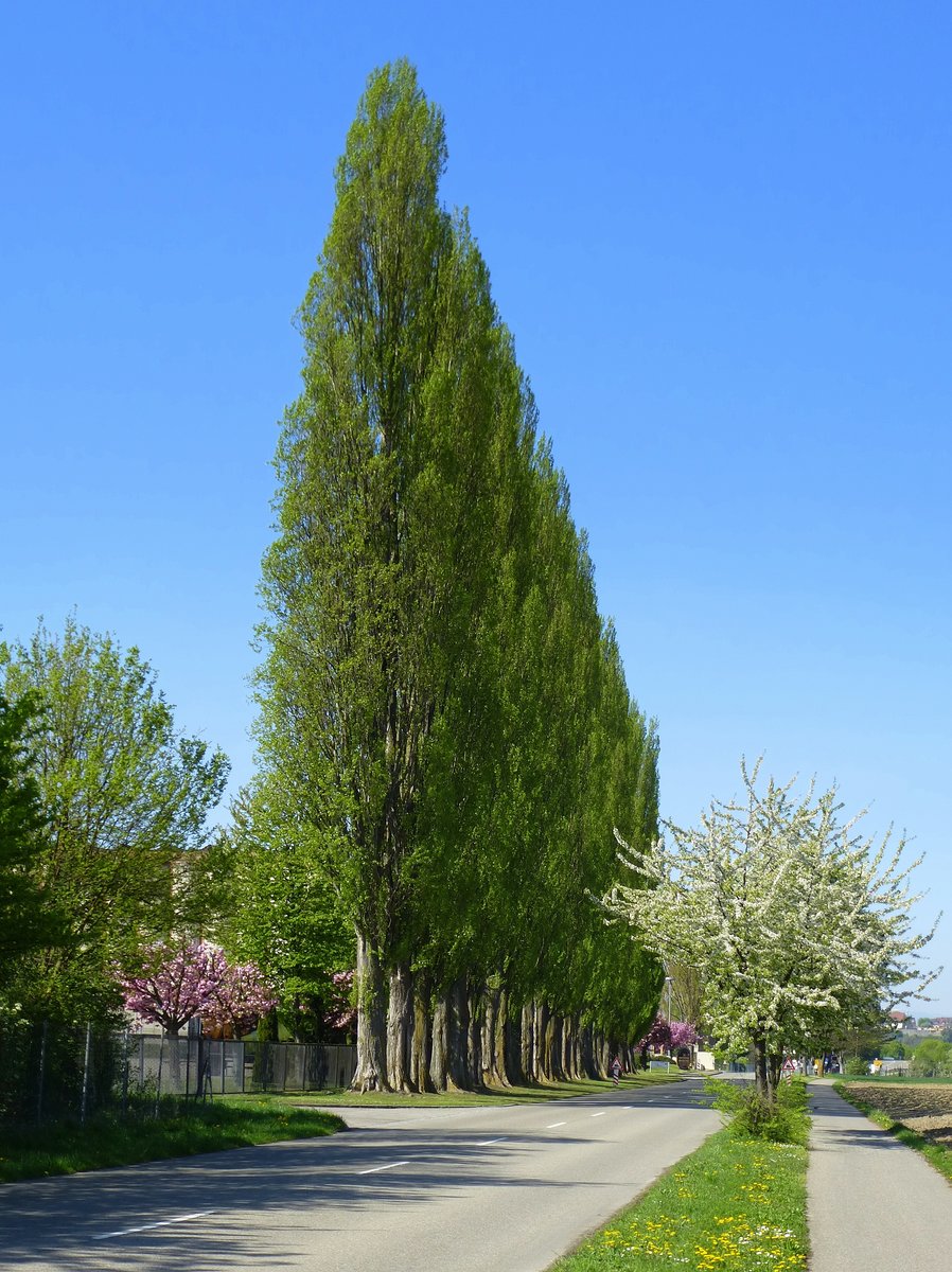 Pappeln und Kirschbäume säumen die Straße vom Kaiserstuhl nach Breisach am Rhein, April 2018
