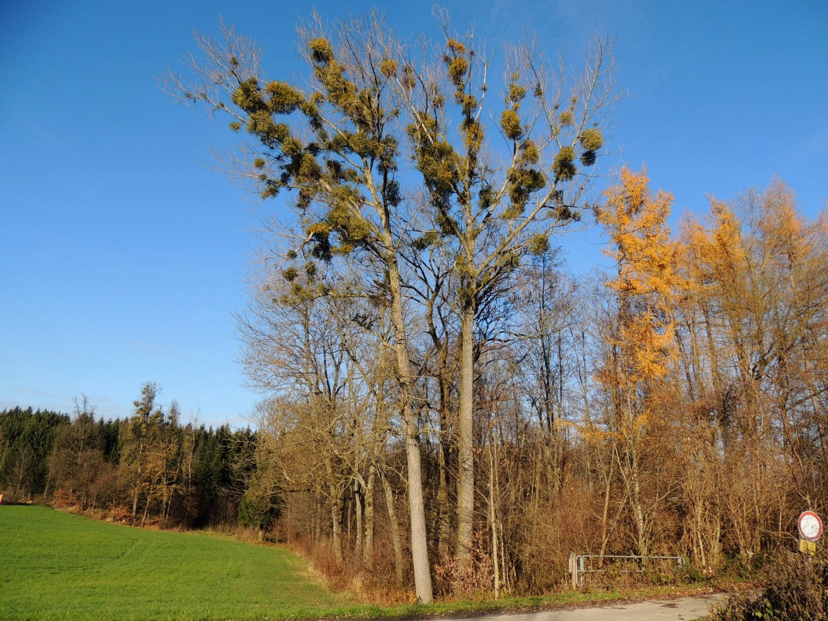 Pappeln(Populus) mit Mistelbefall; 131201