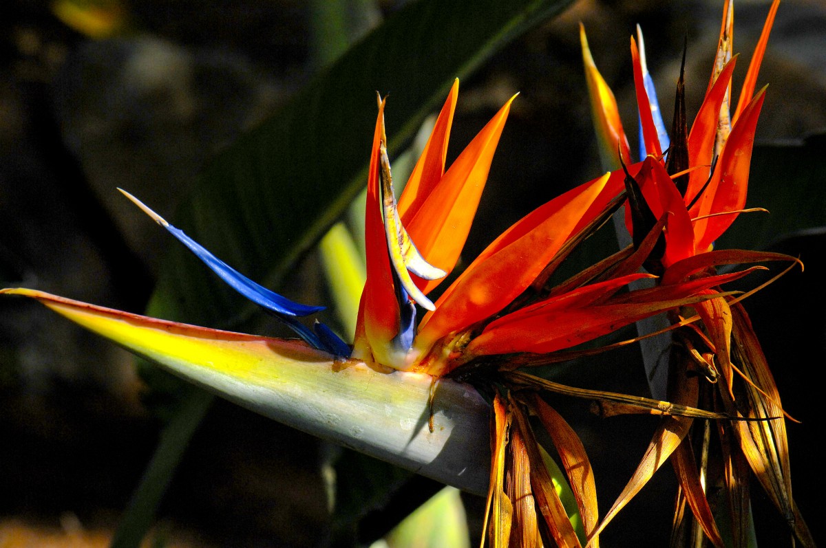 Paradiesvogelblume (Strelitzia reginae) in Palmitos Park auf Gran Canaria. Aufnahme: Oktober 2009.