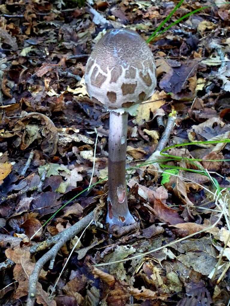 Parasolpilz, hier im jungen Stadium, wird auch  Paukenschlegel  genannt, wohlschmeckender Speisepilz, recht hufig, Okt.2013