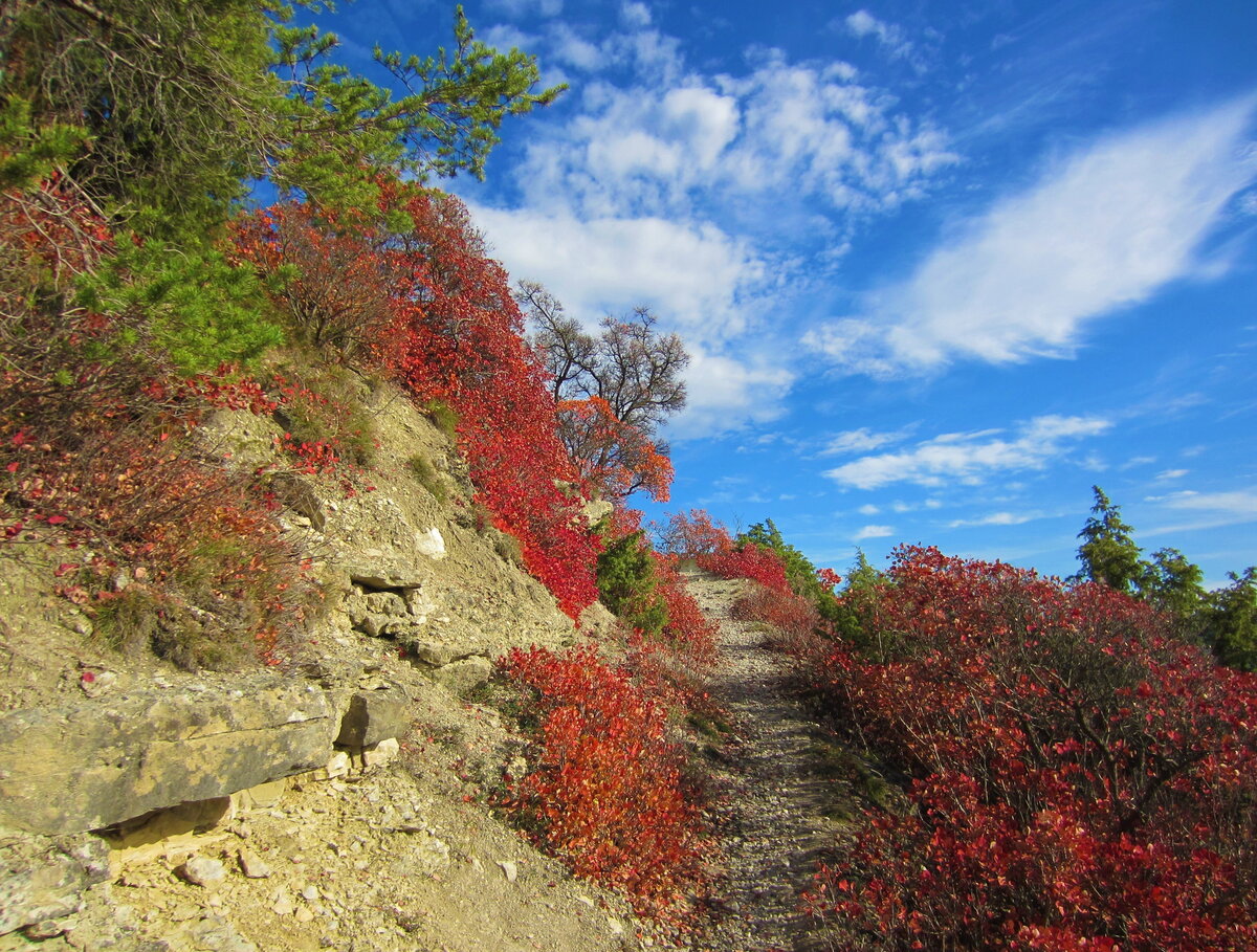 Perückensträucher auf den Sonnenbergen bei Jena am 20.10.19, im Herbst ein absoluter Blickfang.