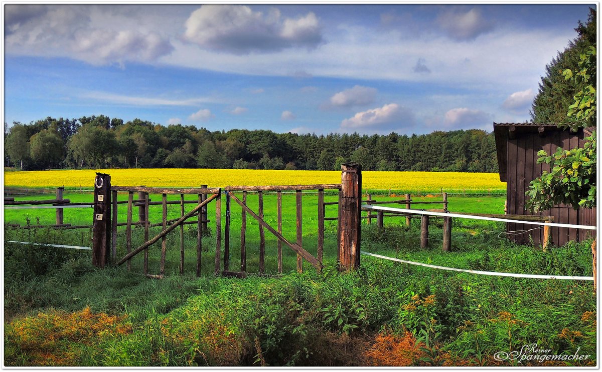 Pferdekoppel im Herbst, im Hintergrund der gelb blühende  Weiße Senf  Landschaft bei Schneverdingen Lüneburger Heide, September 2016. 