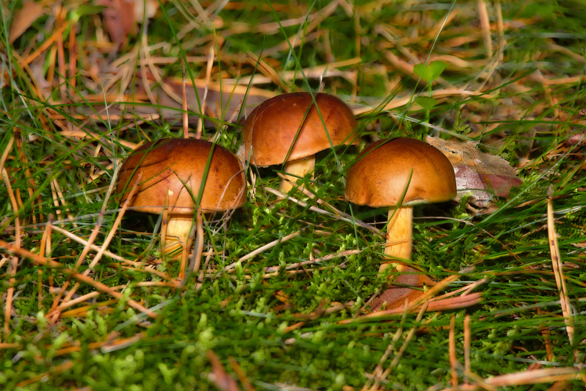 Pilz Trio landet nach einigen Fotos ins Krbchen. - 04.09.2013