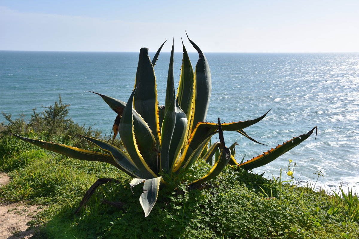 PORTIMÃO, 16.02.2017, Vegetation oberhalb von Praia do Vau