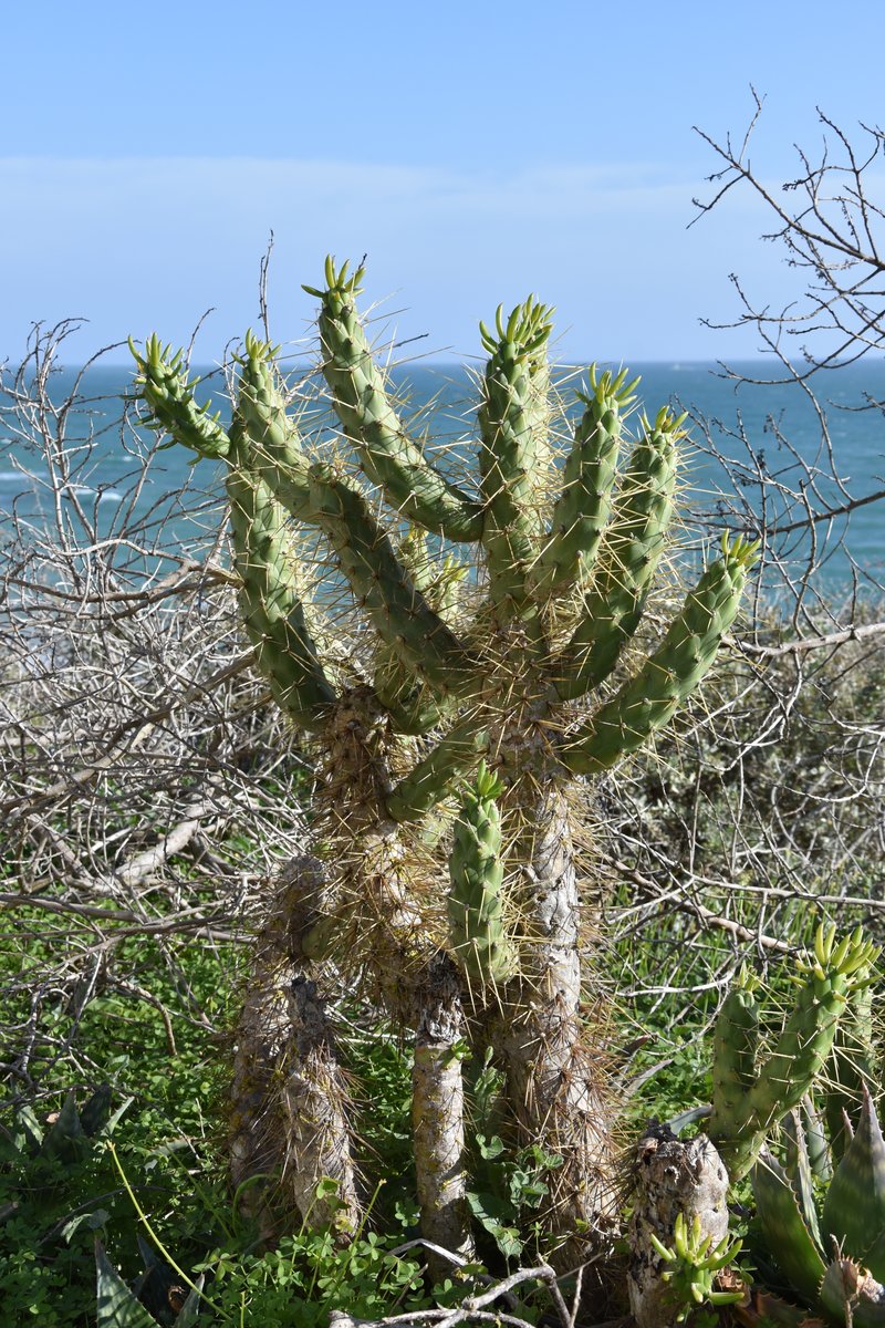 PORTIMÃO, 16.02.2017, Vegetation oberhalb von Praia do Vau