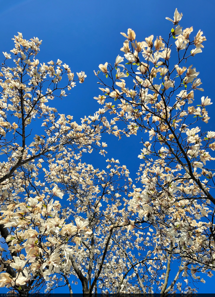 Prächtige Magnolie, die vor dem Schlosstheater Ballenstedt in die Höhe wächst.

🕓 6.4.2025 | 16:38 Uhr