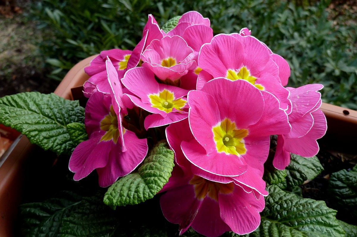 Primula vulgaris-Hybrid, diese Kulturform der Primel ist als Beet-oder Balkonpflanze bei uns sehr verbreitet, April 2015