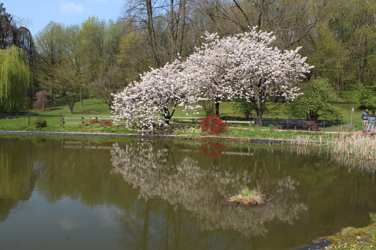 Prunus serrulata Kanzan am Teich des Botanischem Garten Solingen vom 14.04.2019