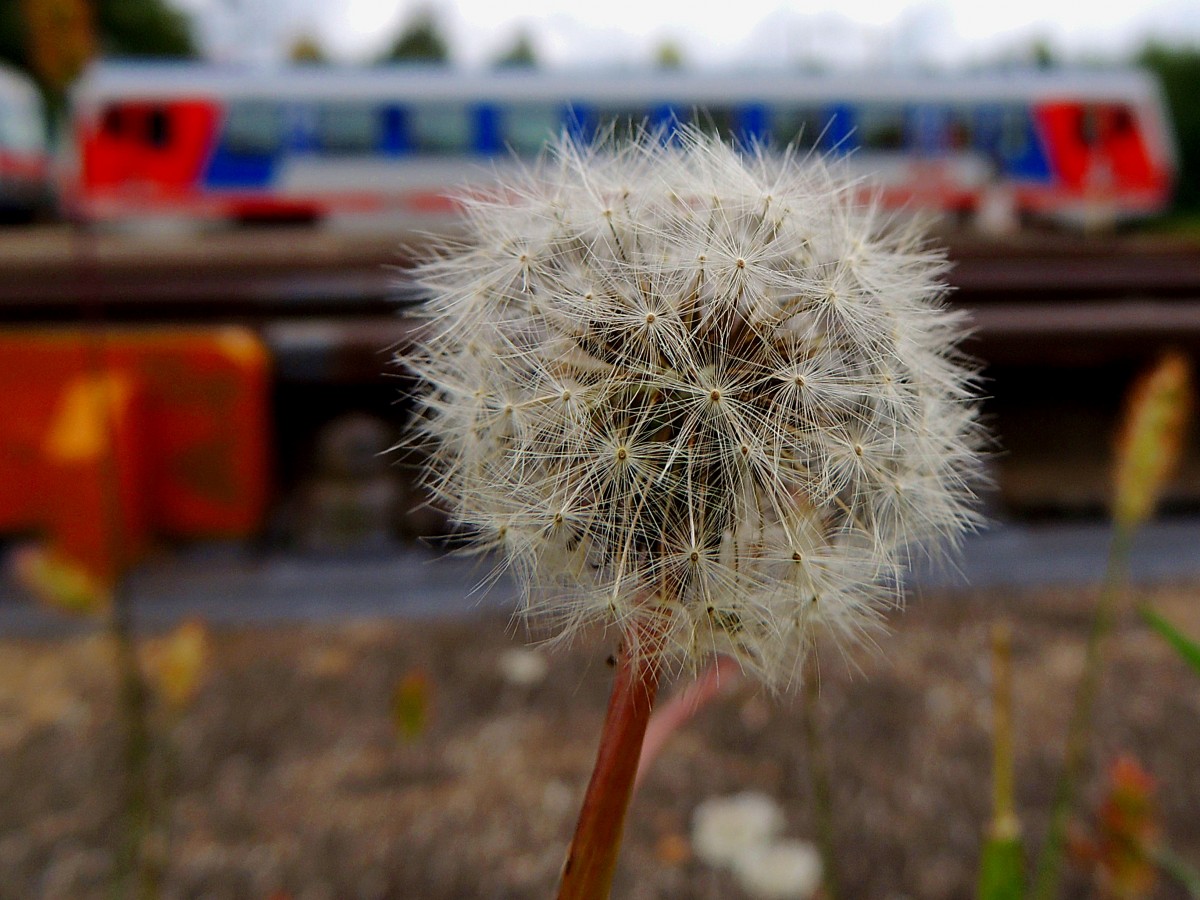 Pusteblume am Bahnhof Ried, im Hintergrund ein Triebwagen der BR5047; 150927