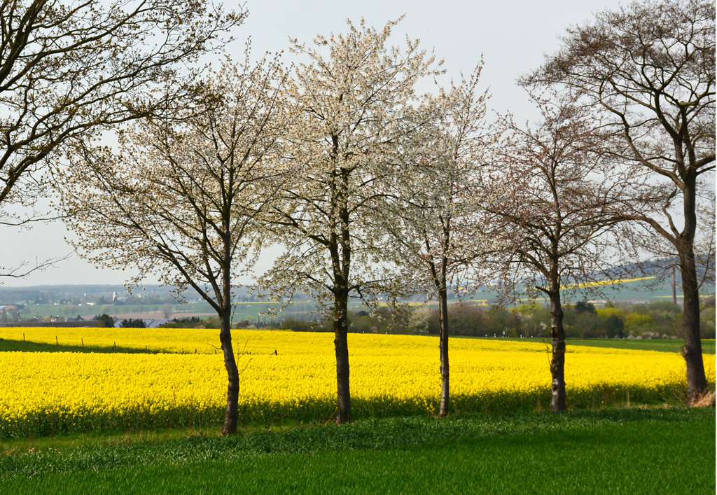 Raps- und Baumblüte bei der Steinbachtalsperre (Eu) - 21.04.2016