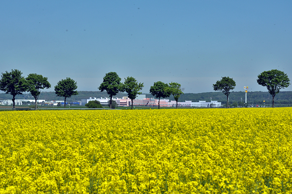 Raps in voller Blte, sattes Grn der Bume und im Hintergrund die bunte Industrieanlage (DM in Weilerswist) - 19.05.2013