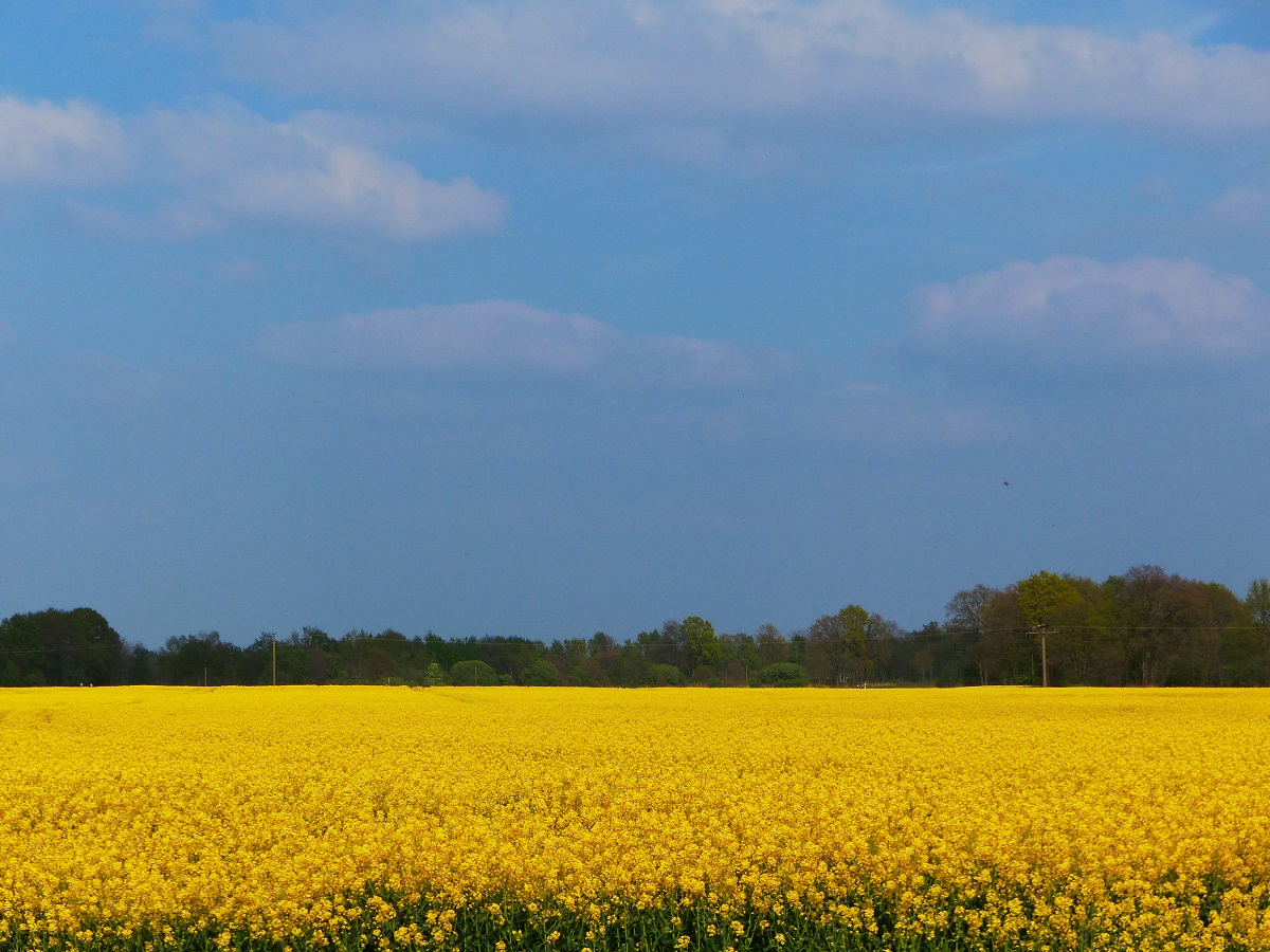 Rapsblüte in der Bauerschaft Landersum bei Neuenkirchen (Kr. Steinfurt), 03.06.17