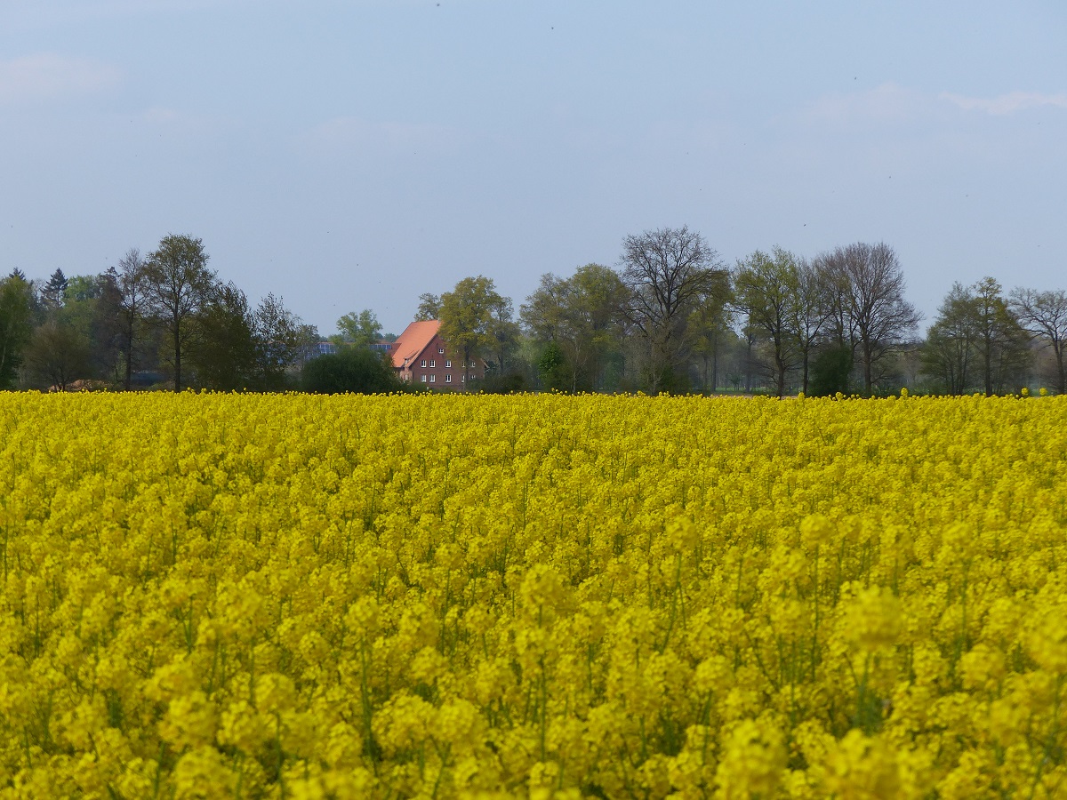 Rapsblüte in der Bauerschaft Landersum zwischen Salzbergen und Neuenkirchen (Kr. Steinfurt), 03.06.17