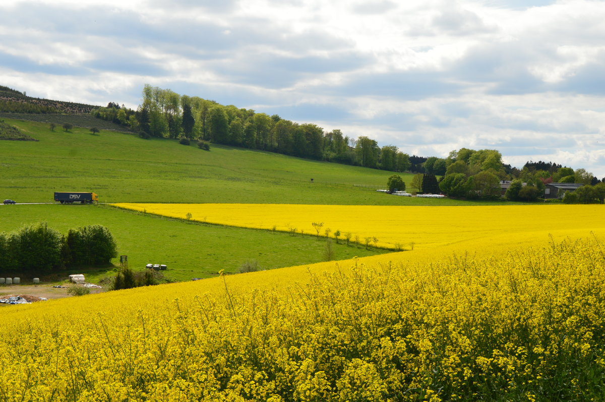 Rapsblüte im Mai 2017 im Sauerland bei Grevenstein