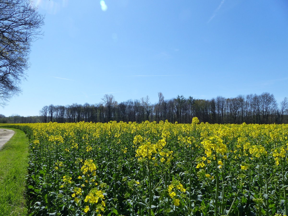 Rapsblüte in Rheine=Bentlage, 16.04.2022