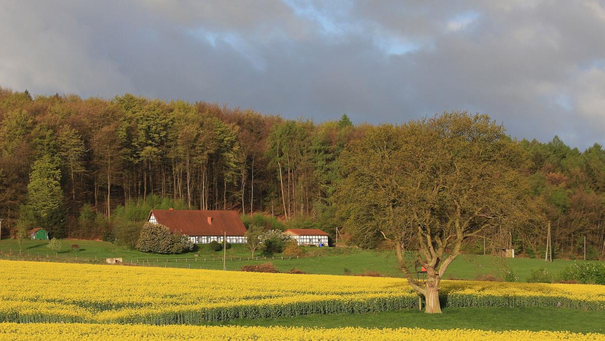 Rapsblüte im Teutoburger Wald bei Lotte. Der einzelne Baum mit Hochsitz und das schöne Fachwerkhaus am Hagenberg schaffen am Morgen des 14.4.2014 eine idyllische
Szenerie.