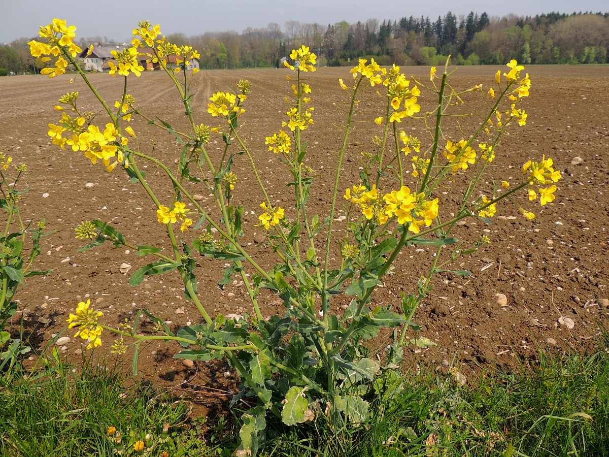 Rapsblüte, vor dem frischbestelltem Feld; 140419