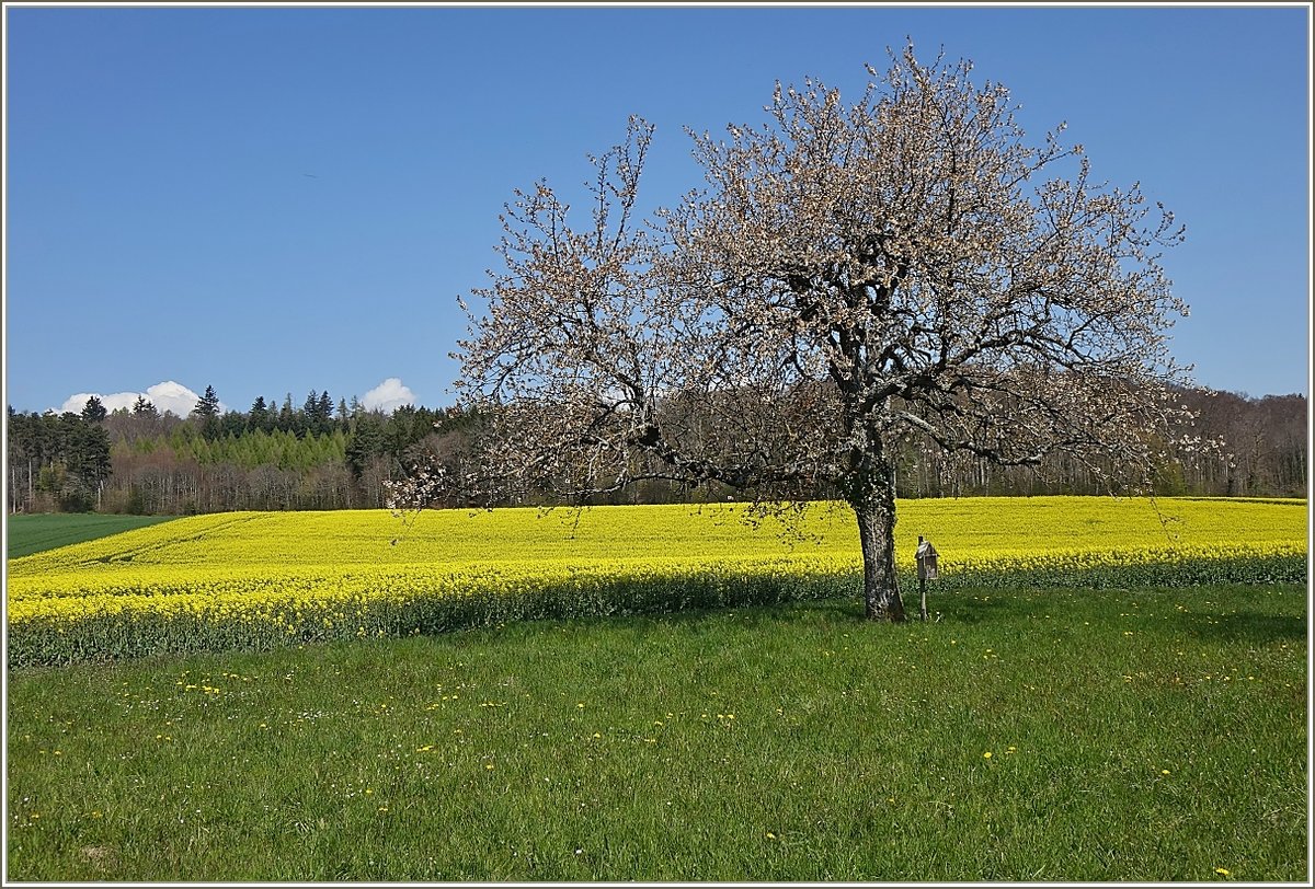 Rapsfeld und der Beginn der Apfelblüte zeigen eindrücklich das der Frühling nicht mehr aufzuhalten ist.
(20.04.2021)