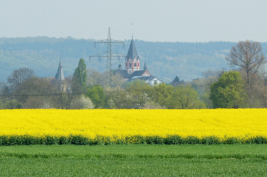 Rapsfeld bei Bad Bodendorf mit Blick auf die Kirche von Sinzig - 12.04.2014