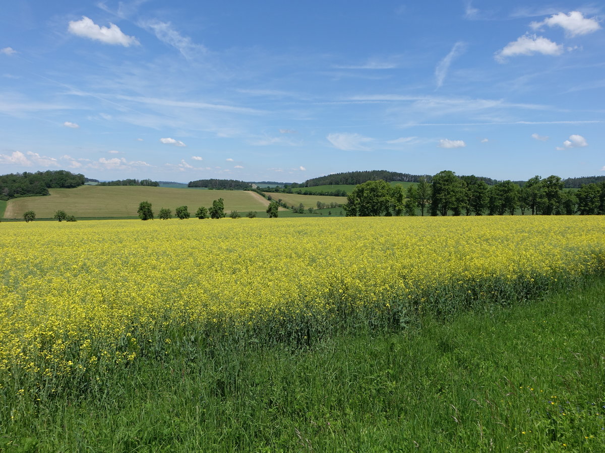 Rapsfeld bei Domazlice, Bezirk Plzeňský kraj (02.06.2019)