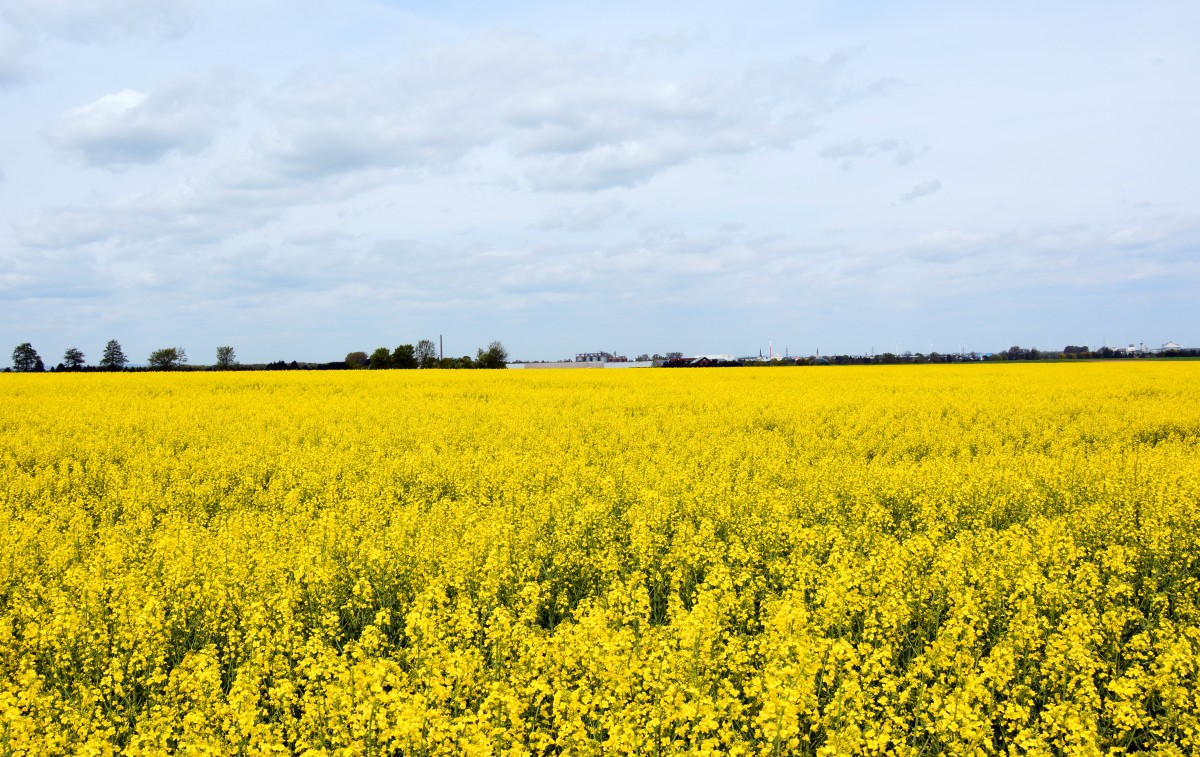 Rapsfeld bei Euskirchen - 29.04.2015