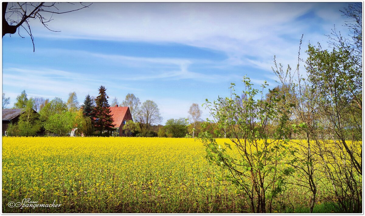 Rapsfeld im Heiderandgebiet bei Fintel. Die ersten warmen Tage im Jahr, zaubern wieder Farbe in die Landschaft. Am 1. Mai 2023.
