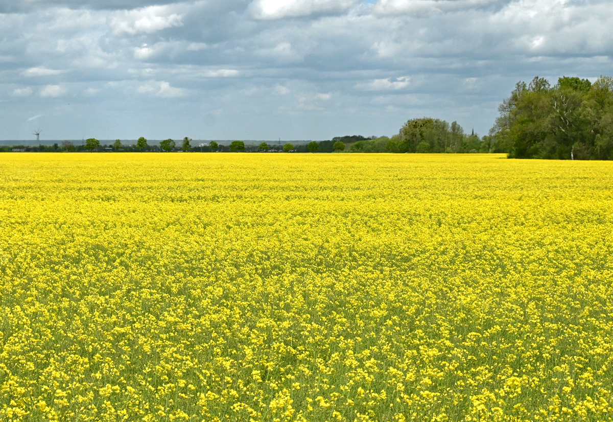 Rapsfeld in voller Blüte bei Euskirchen - 21.05.2021