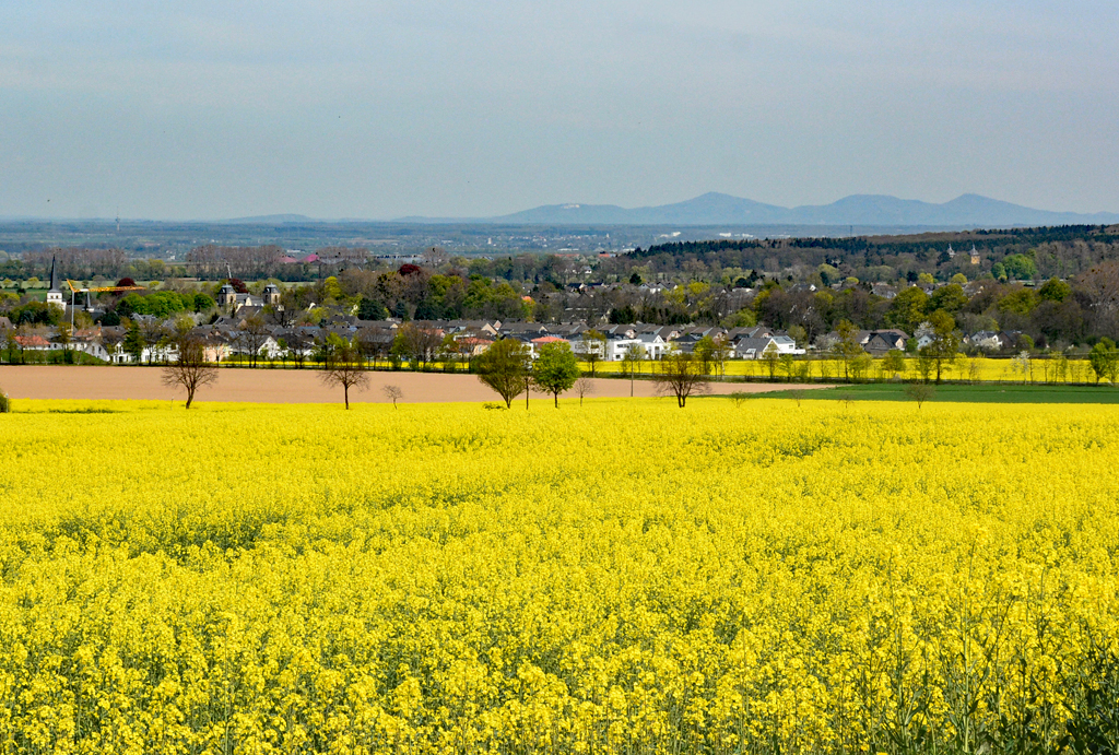 Rapsfeld in der Voreifel bei Euskirchen. Am Horizont das Siebengebirge - 21.04.2016