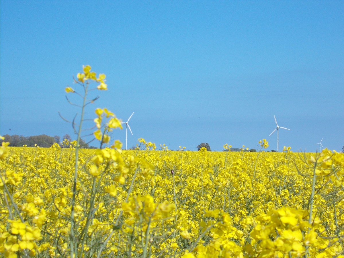 Rapsfeld und Windräder auf Wittow am 22.Mai 2015.