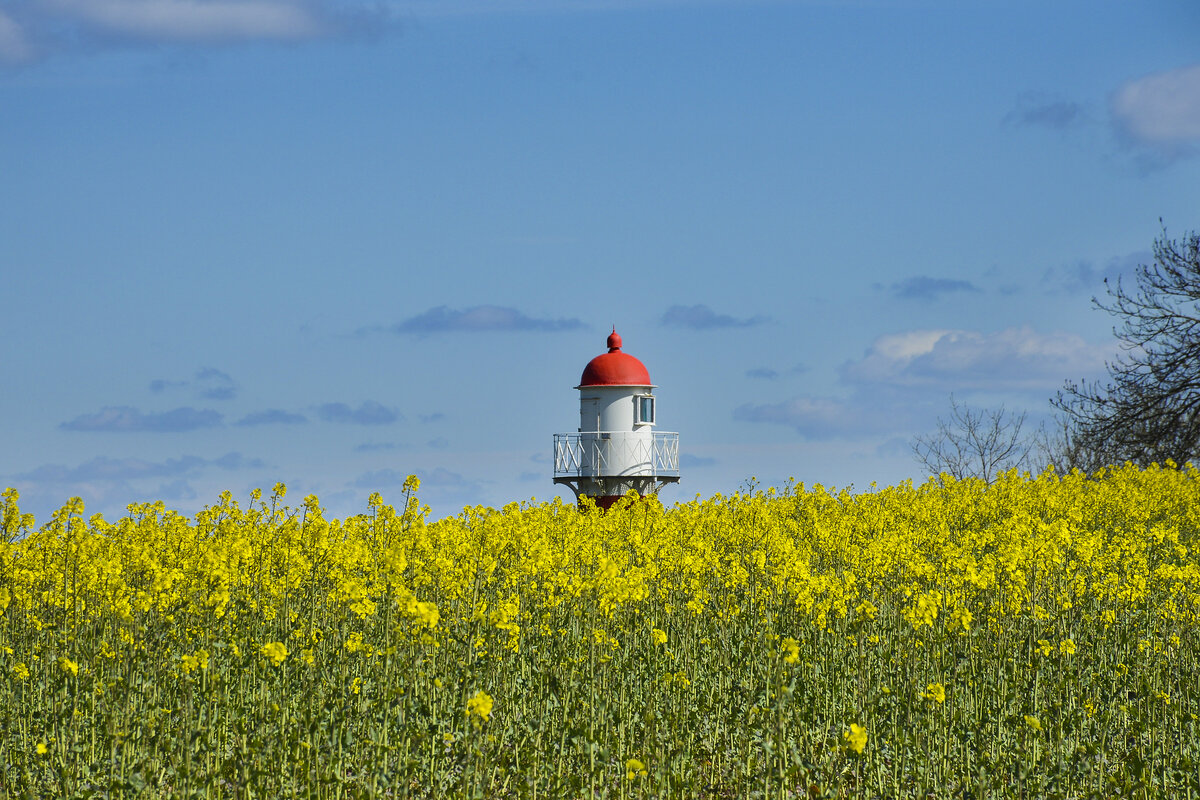 Rapsfelder am Leuchtturm von Rinkenis (Rinkenæs) an der Nordseite der Flensburger Förde. Aufnahme: 22. April 2024.