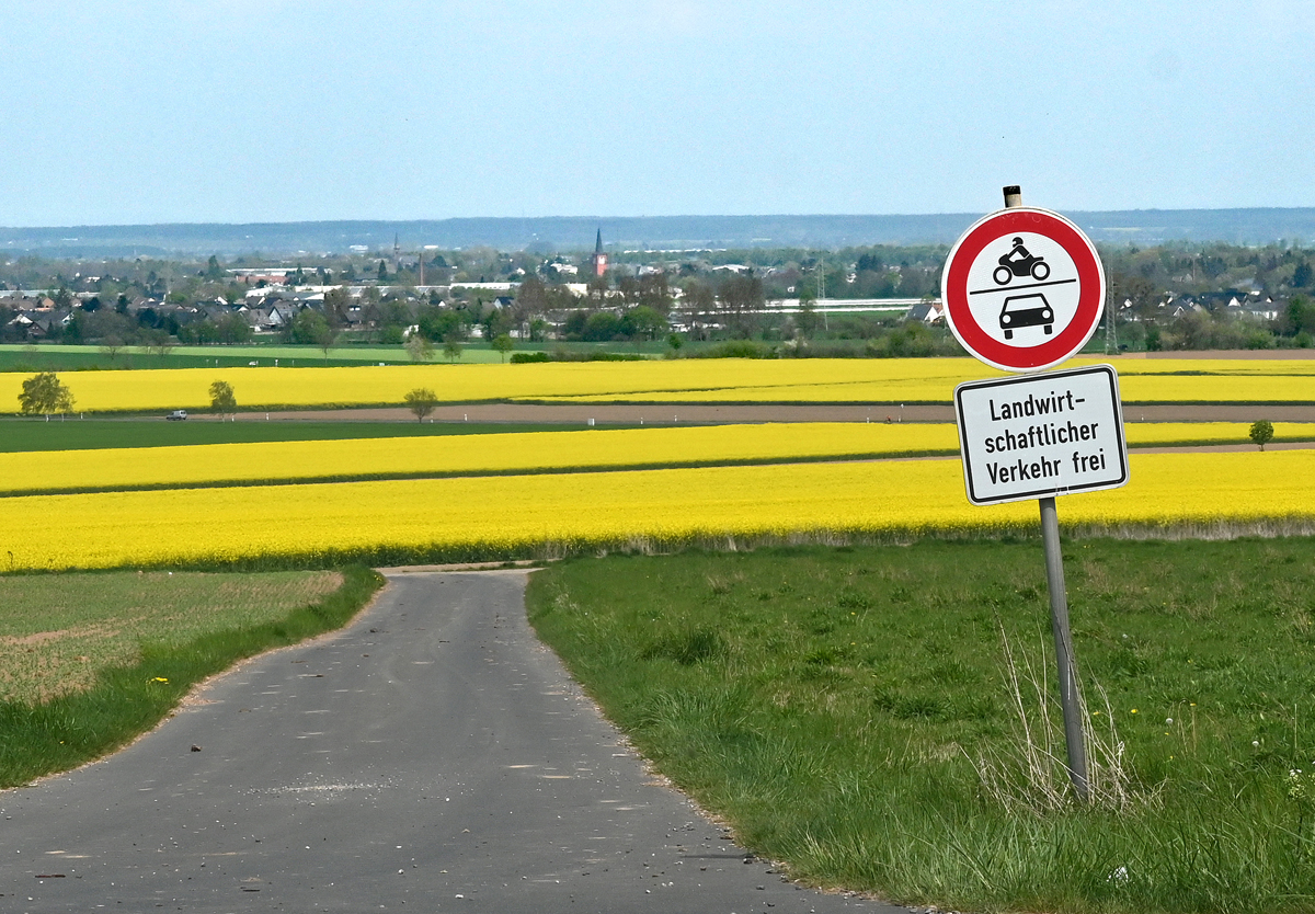 Rapsfelder bei Euskirchen - 23.04.2022