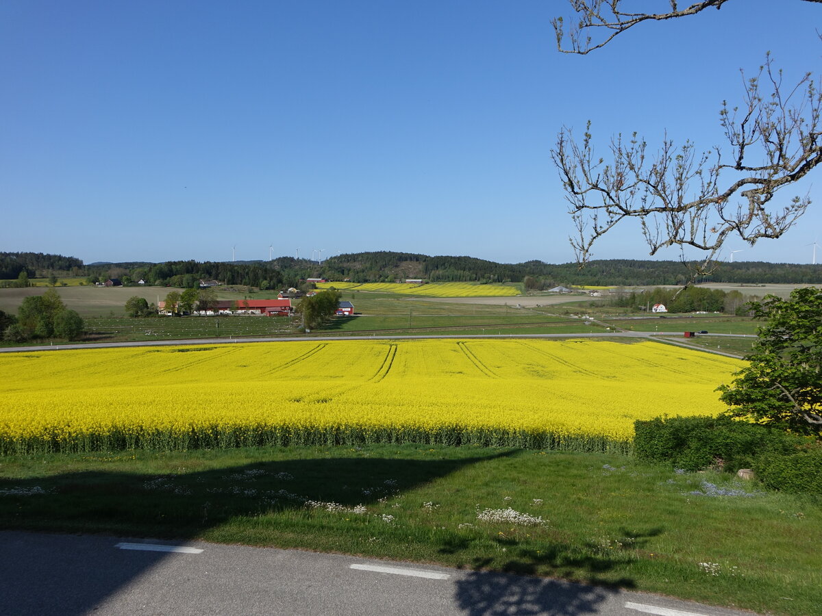 Rapsfelder bei Hällevadsholm, Västra Götaland (20.05.2023)