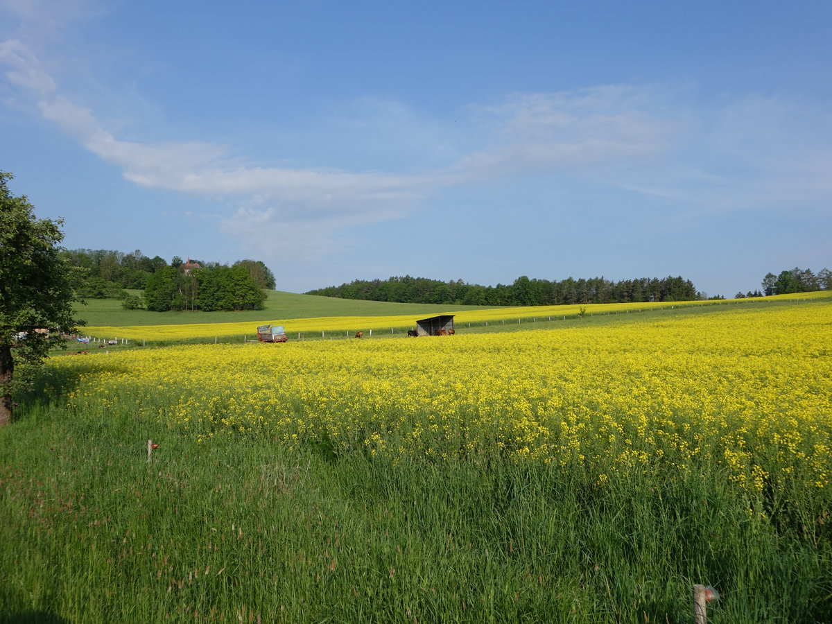 Rapsfelder bei Klenova im Drosauer Bergland, Okres Klatovy (25.05.2019)