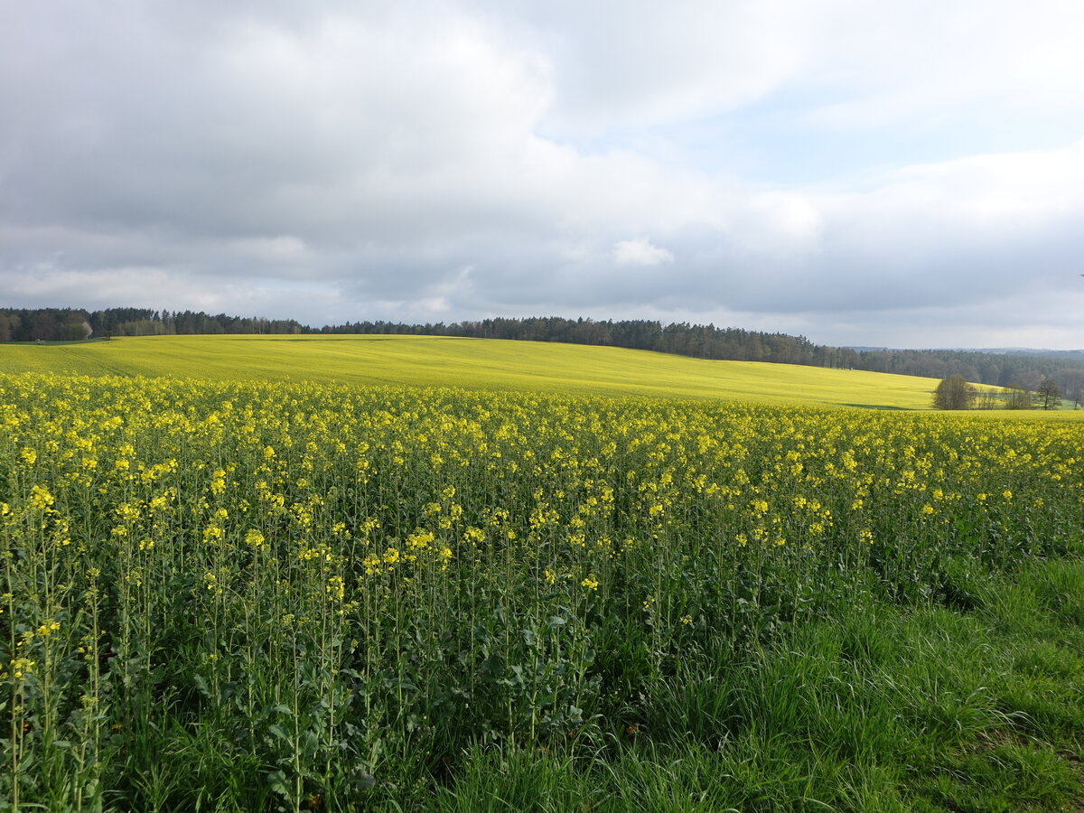 Rapsfelder bei Markersdorf, Ostthüringen (30.04.2023)