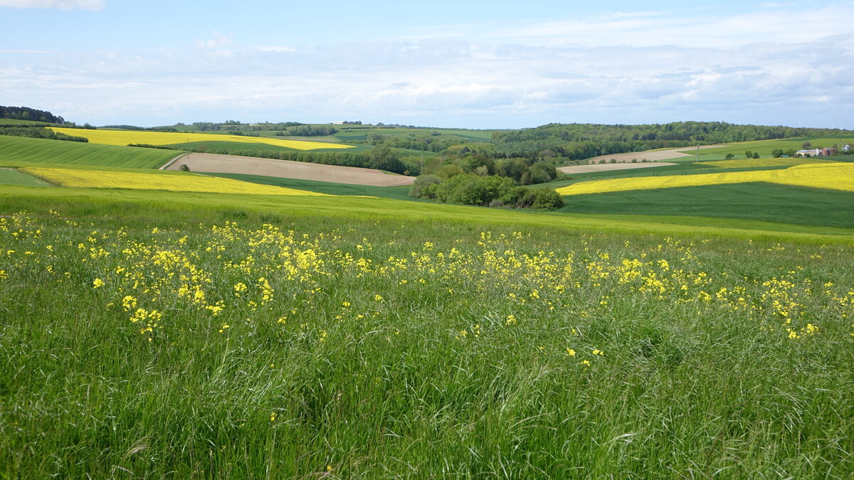 Rapsfelder bei Maßweiler in der Südwestpfalz (24.05.2021)