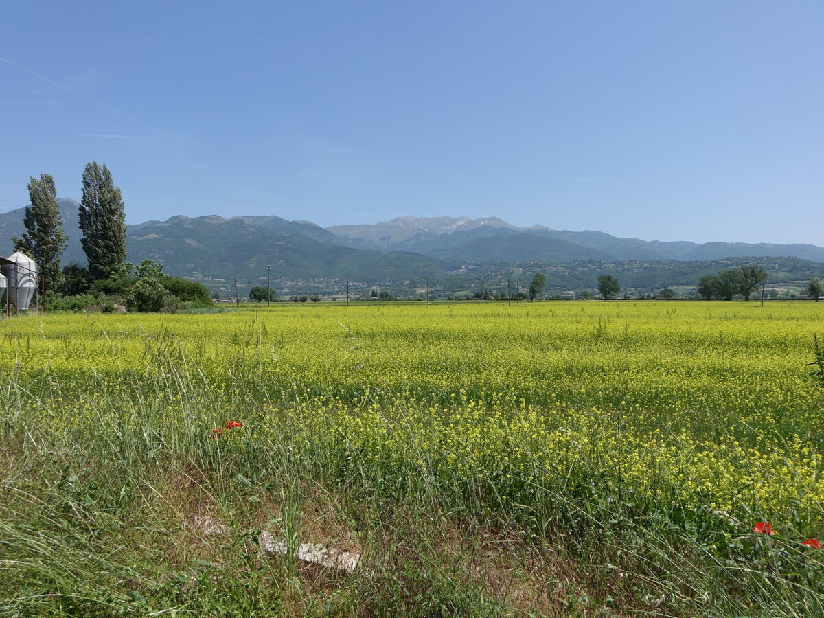 Rapsfelder bei Morro Reatino, Provinz Rieti (25.05.2022)